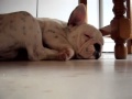 Bouledogue franais qui dort