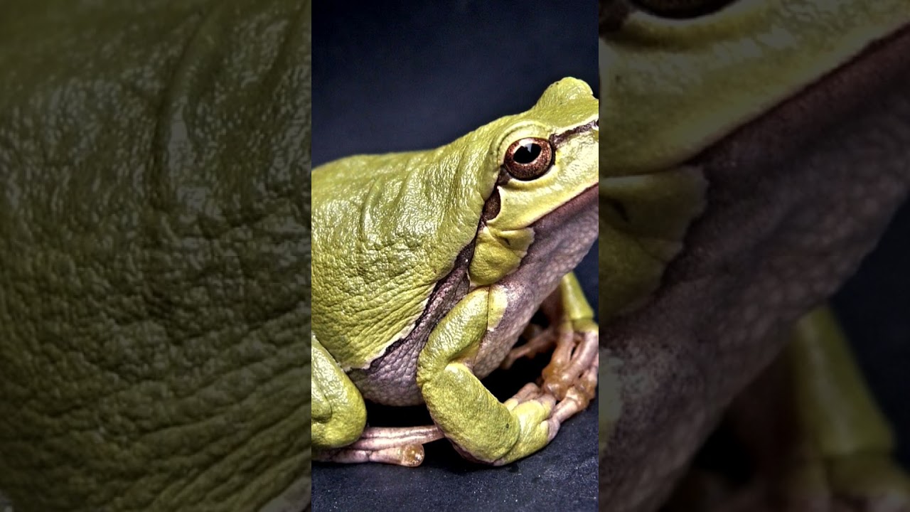 Environmental benefits of Frogs!