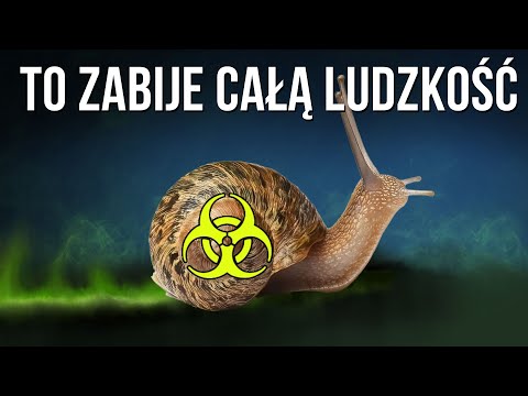 Wideo: Czy ślimaki stożkowe mogą zabijać ludzi?