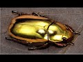 VALEN MAS QUE EL ORO!!! | 5 BICHOS MAS CAROS DE LA HISTORIA - Insectos Mas Costosos 🦟🐝🦗