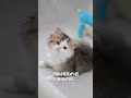 「本当に兄弟ですか？」と言われました🐾
