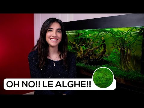 Video: L'acqua dolce può coltivare alghe?