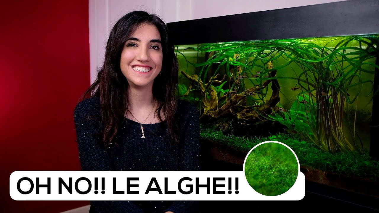 ALGHE in ACQUARIO - I MOTIVI del loro SVILUPPO - YouTube