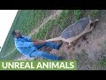 Farmers discovers insanely huge armadillo on their land