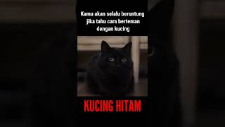 Mitos Kucing Hitam