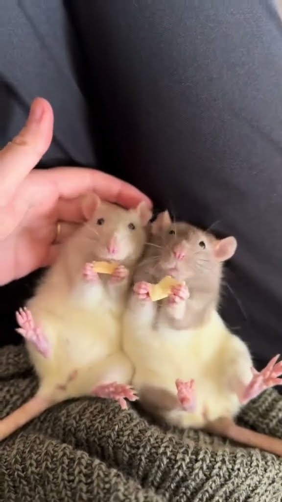 Sister Rats Enjoy Dried Apple Snack || ViralHog