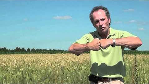 Wheat School Factors Affecting Test Weight - Peter Johnson OMAFRA.