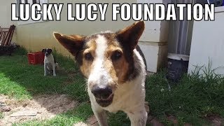 Lucky Lucy Foundation | 