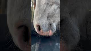 Funny horse #horse #horsesoftiktok #horselove #funny... #Shorts #bernie.eva