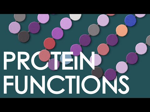 Protein Functions In The Human Body