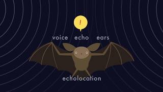 Echolocation