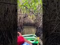 Mangrove forest,Pichavaram #viral #youtubeshorts #subscribe #trending #shorts #pondicherry