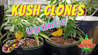 #MarsHydro13th Indoor Kush Clones Update. #MarsHydro #TS600 #MarsHydro2x2growtent