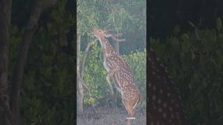 Amazing view of Deers standing on 2 legs #rare #trending #wild #viral #sundarban #shorts #trulywild