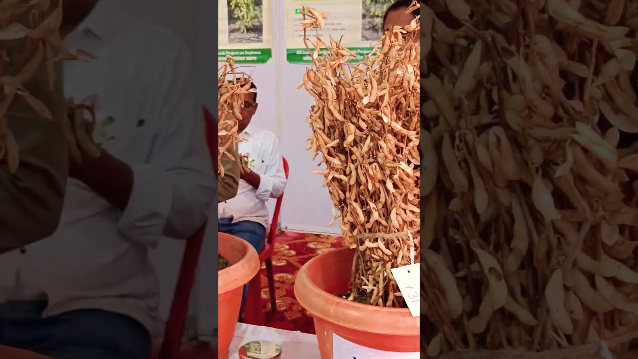 वसंतराव नाईक मराठवाडा कृषी विद्यापीठाच्या सोयाबीन ( Variety- MAUS 162, MAUS 612, MAUS 725, MAUS 731