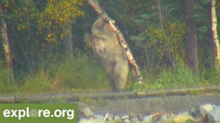This Week At Brooks Falls - Mothers and Cubs - 09.22.18
