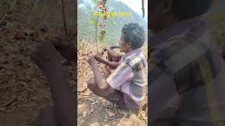 #kaju #Tree farm working odisha
