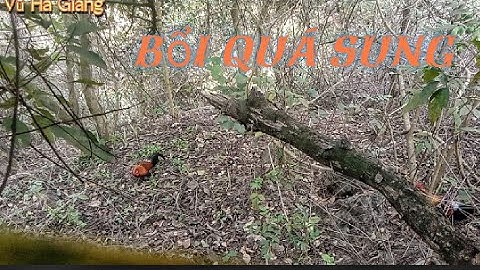 Bẫy gà rừng miền bắc mới nhất 2022.// bổi sung mà Không biết đã sợ điều gì ?.7/4/22.#VũHàGiang