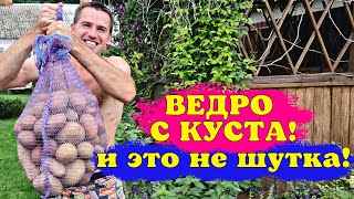 ВЕДРО С КУСТА! обзор УРОЖАЙНЫХ и не очень СОРТОВ КАРТОФЕЛЯ