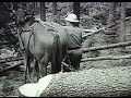 Horse Logging Canal Flats 1955 - Early chainsaw