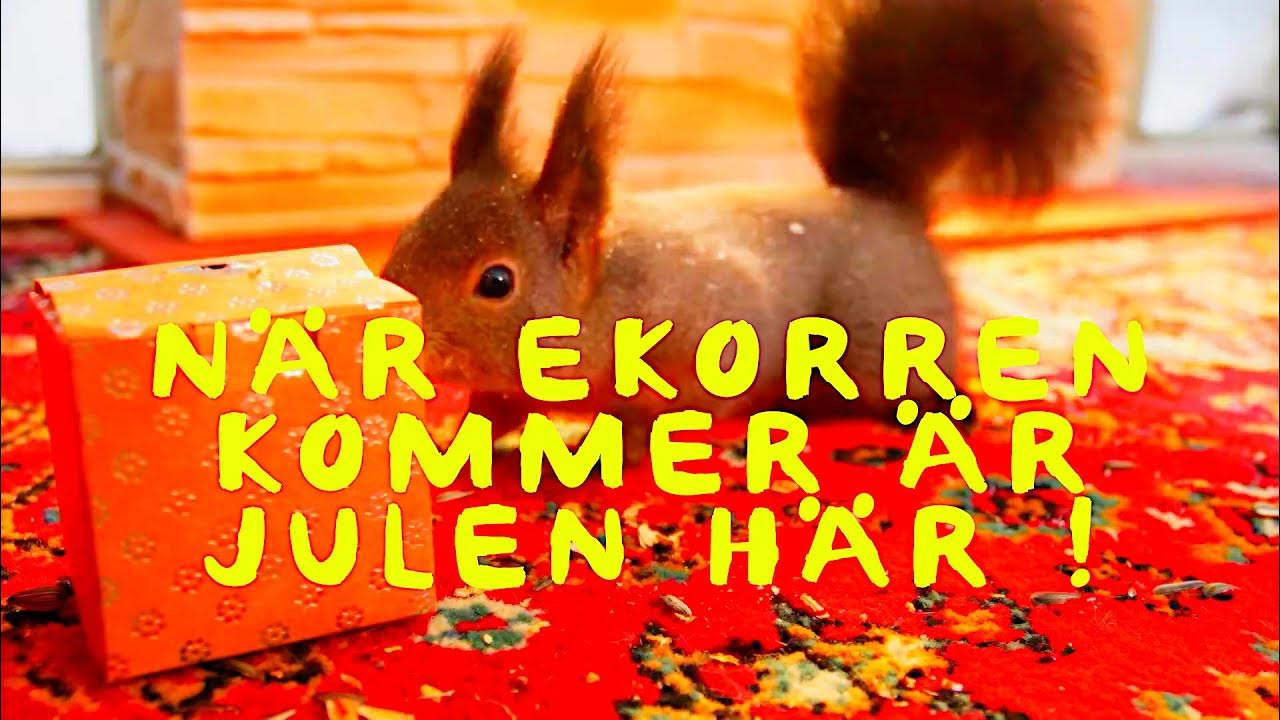 När ekorren kommer är julen här! (jullåt) YouTube