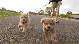 ついにトイプードルの子犬が初めてのお散歩デビュー！そして兄犬のフォローが秀逸だったw