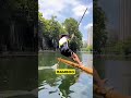 Why Chinese People Can Walk on Water With Bamboo 😳🎋 #didyouknow #viralreels #facts  #crazyfacts