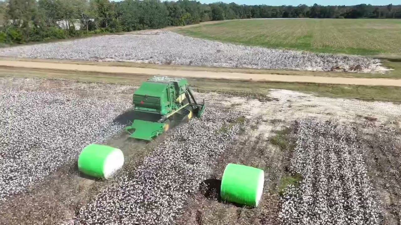 John Deere CP690 cotton picker harvesting Deltapine 2333 cotton. 