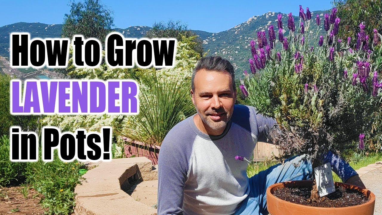 Lavender Plant Care for Gardens and Pots