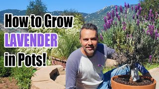 How to Grow Lavender in Containers or the Ground