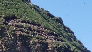 The Birds that live atop Haystack Rock