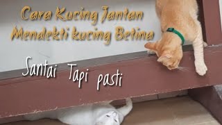 Kucing Jatuh cinta by KF DUNIA KUCING 193 views 1 year ago 3 minutes, 41 seconds