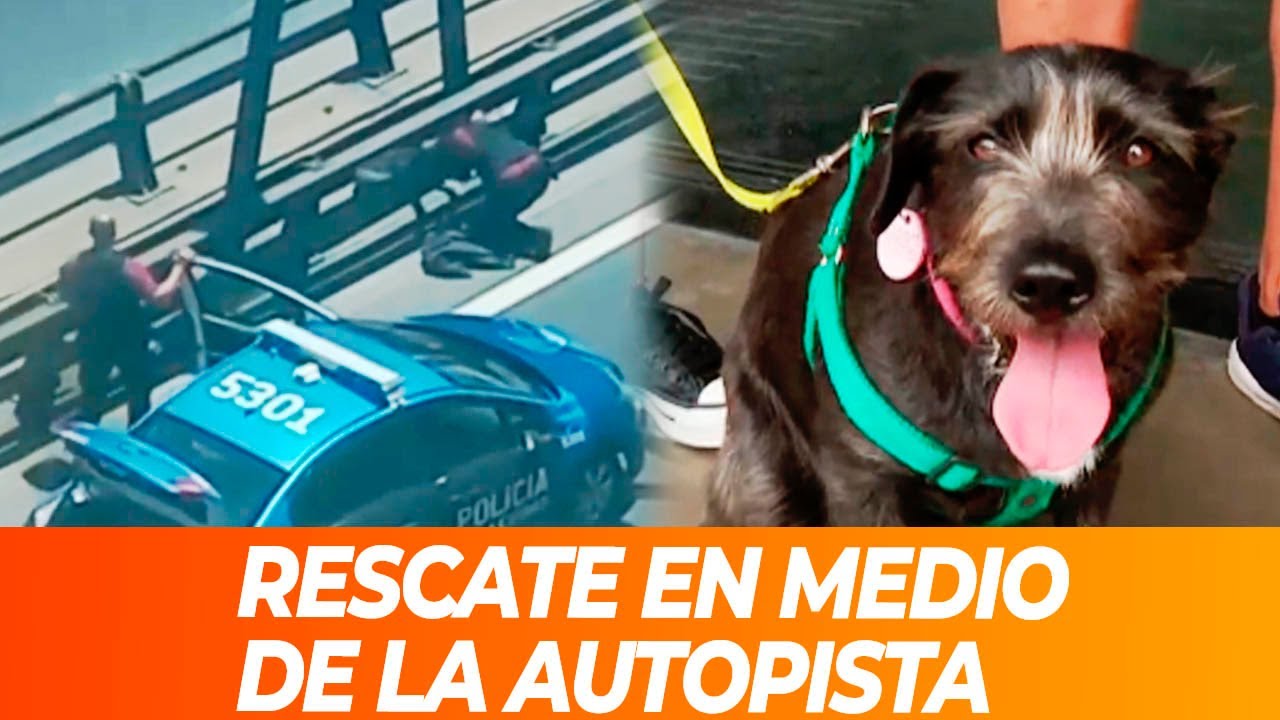 Rescatan a un perro en medio de la autopista: Branca estaba atada a un ...