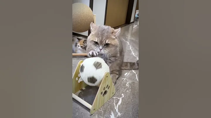 Video 9618991: cat cute amazing funny