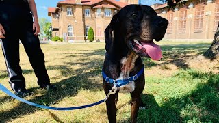 Shelter dog gets second chance at Pendleton Correctional Facility