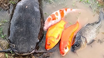 Bắt cá trê lai, cá chép, cá rô đồng, cá vàng, cá sộp, các loại cá nước ngọt quen thuộc