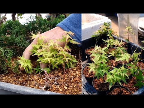 The cuttings have taken root, so I'm going to plant them in