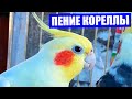 Очень красивое пение попугая кореллы. Как поет корелла.