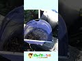 推定１０００匹！大量の○○【ガサガサ】集水桝の生き物
