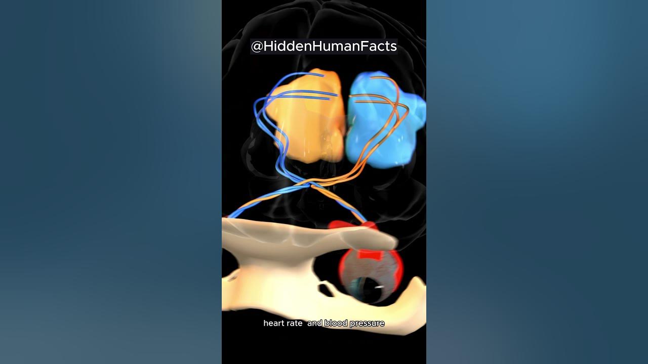 what-does-the-brain-stem-control-learn-about-this-vital-brain