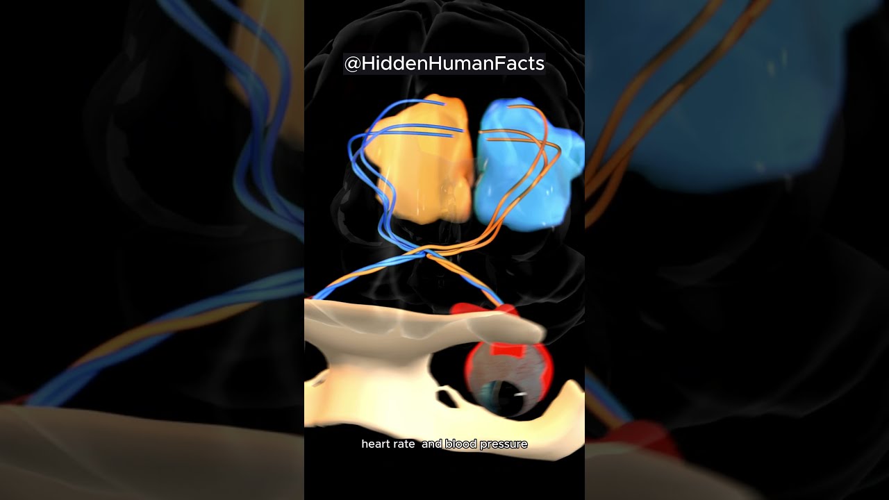 What Does The Brain Stem Control Learn About This Vital Brain What Does The Brain Stem Control Learn About This Vital Brain