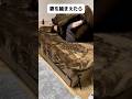 こういう虫いるよねwww #shorts
