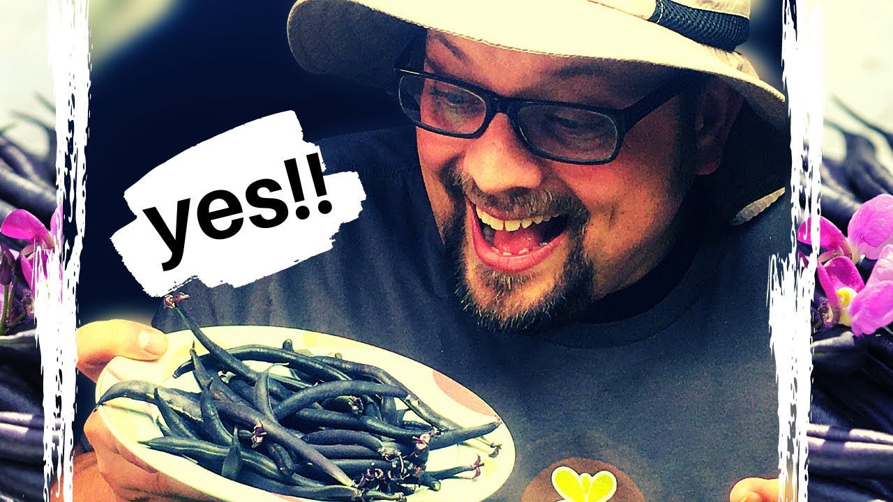 Grow Beans in Containers Self Sufficiency 2021 Winter Garden Harvest Baker Creek Purple Bush