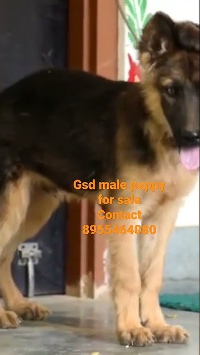 Short haired german shepherd puppies for sale near me