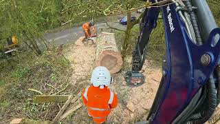 Huge Tree Removal Timelapse - Tree Surgery