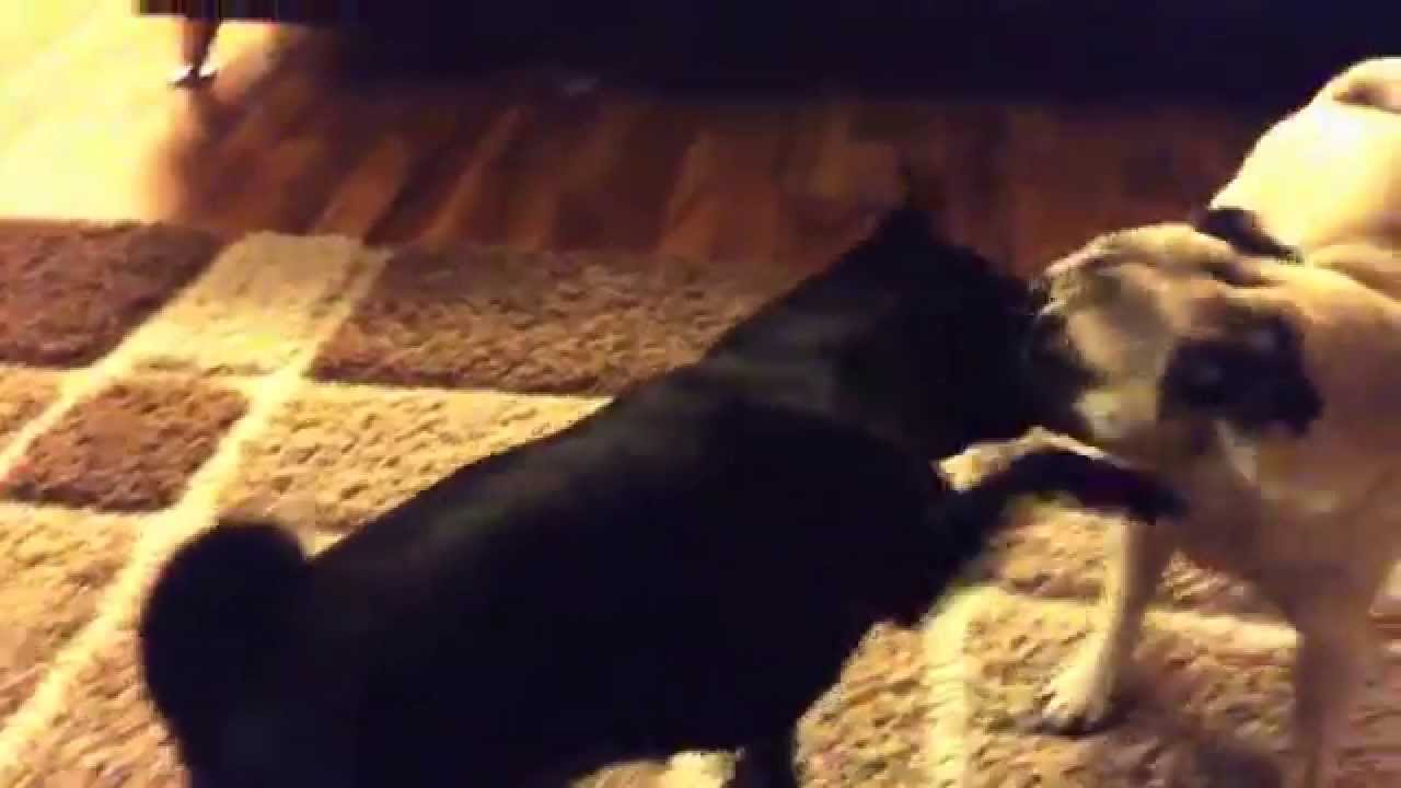 aussie corner pug fighting part 2