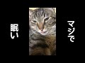 眠すぎる猫の鳴き声が可愛すぎる。