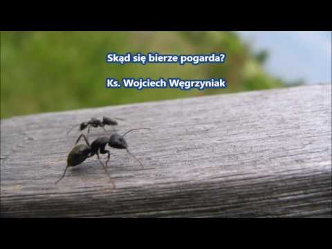 Wideo: Skąd się bierze pogarda?