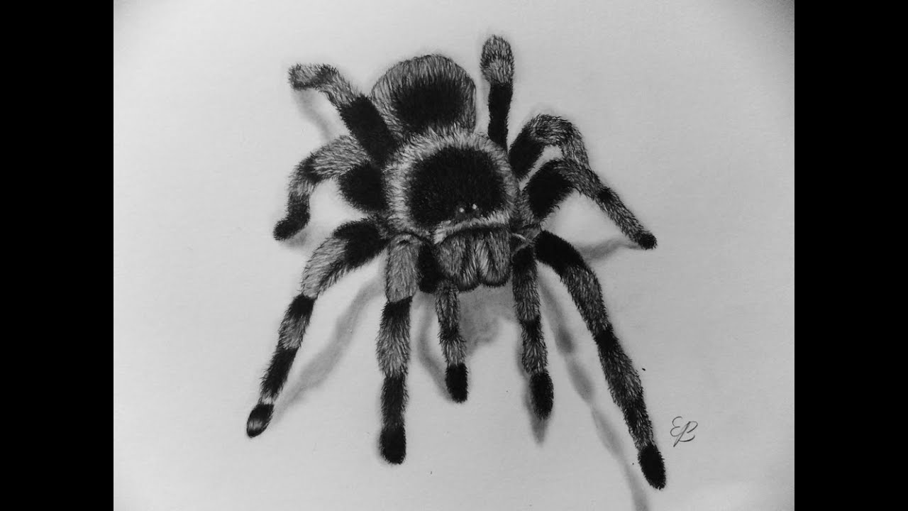 Drawing A Giant Black Spider With Pencil On Paper Background Spider  Picture Drawing Background Image And Wallpaper for Free Download