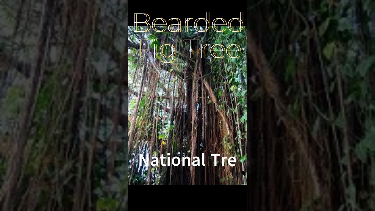 Discovering the Rich Culture and Natural Beauty of Barbados